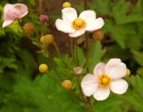 Anemone hupehensis