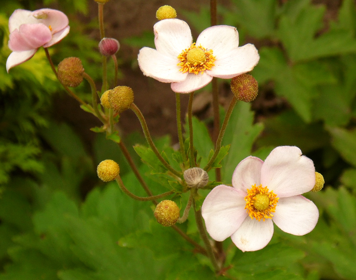 Изображение особи Anemone hupehensis.