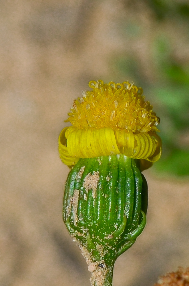 Изображение особи Senecio glaucus ssp. coronopifolius.