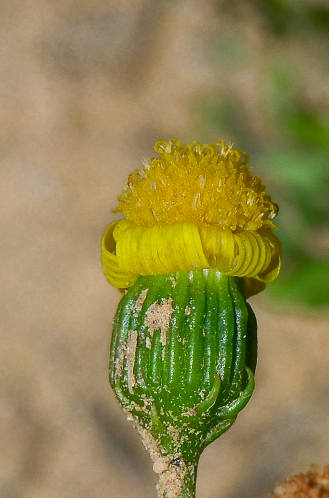 Image of Senecio glaucus ssp. coronopifolius specimen.