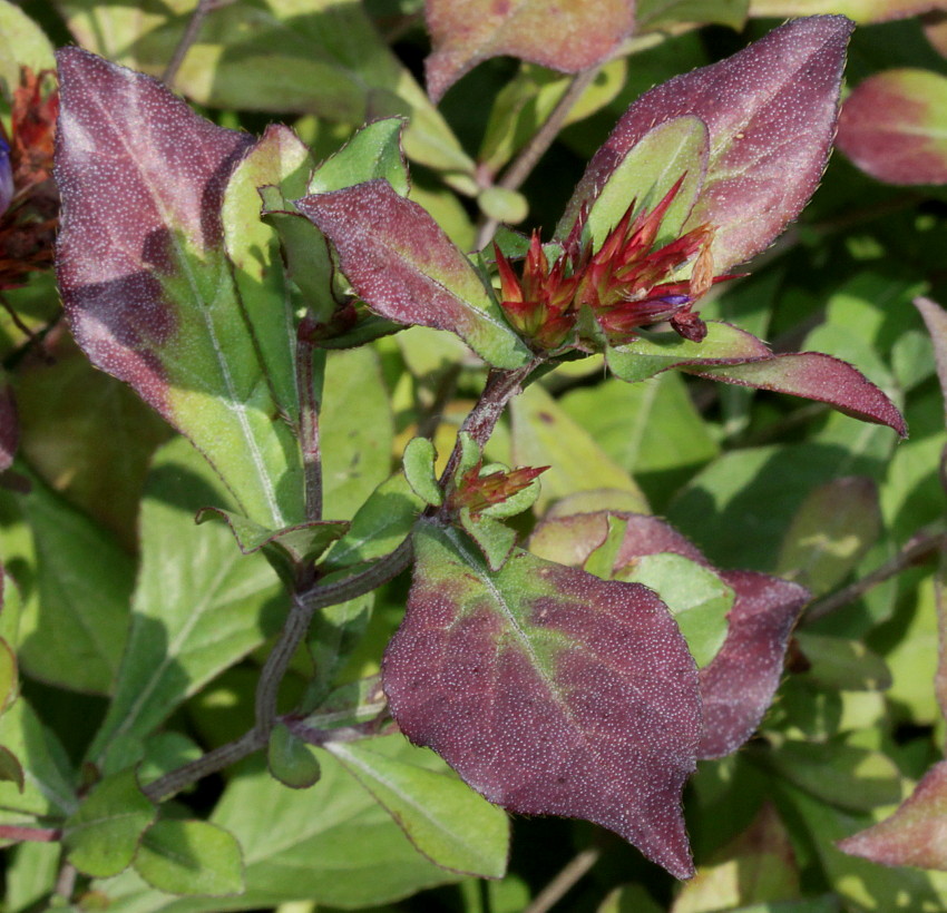 Image of Ceratostigma plumbaginoides specimen.