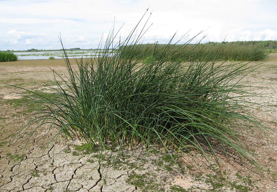 Изображение особи Schoenoplectus lacustris.