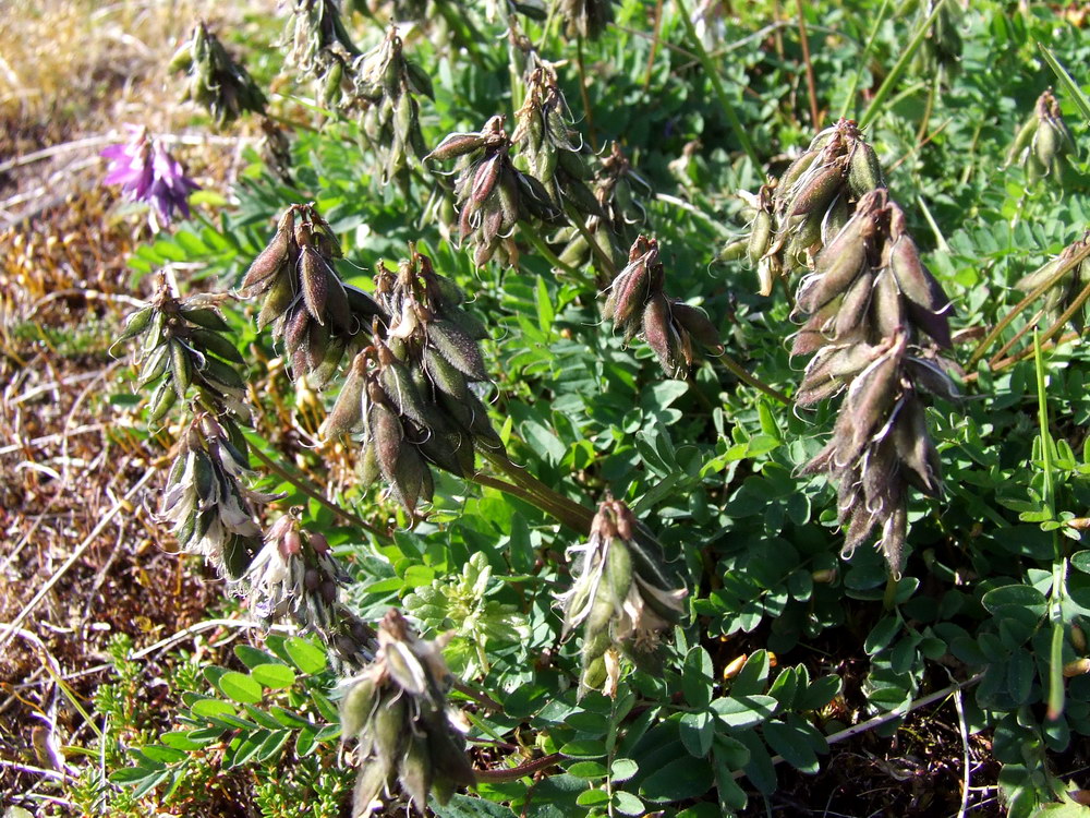 Image of Astragalus subpolaris specimen.