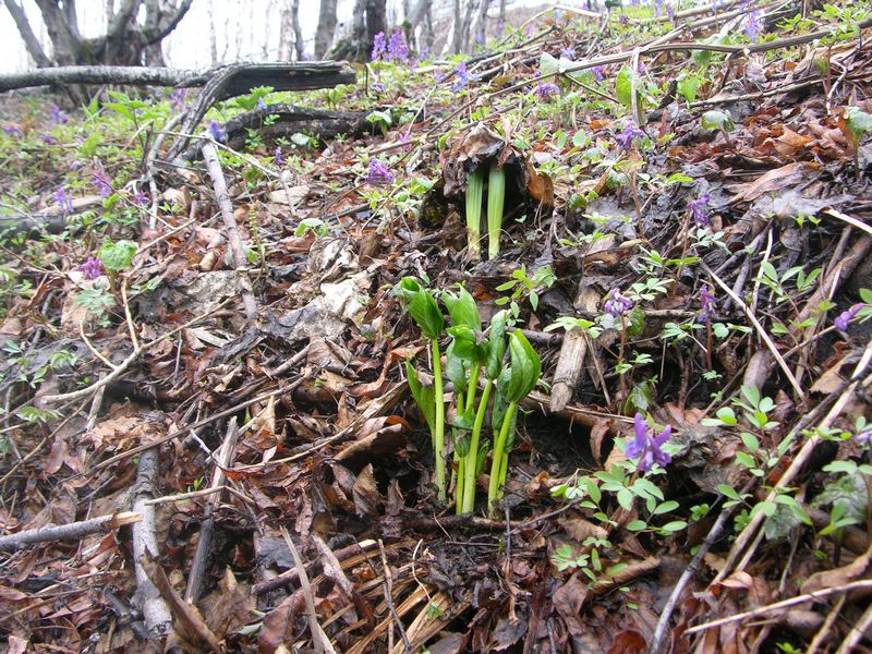 Изображение особи Trillium camschatcense.