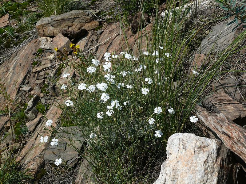 Изображение особи Dianthus ramosissimus.