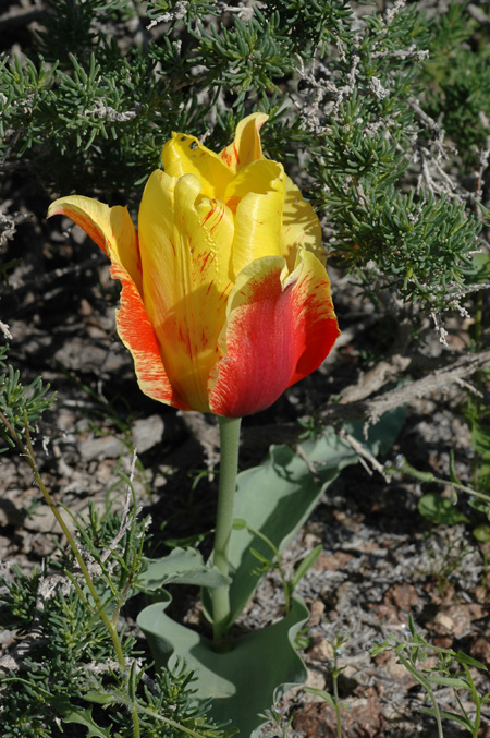 Image of Tulipa alberti specimen.