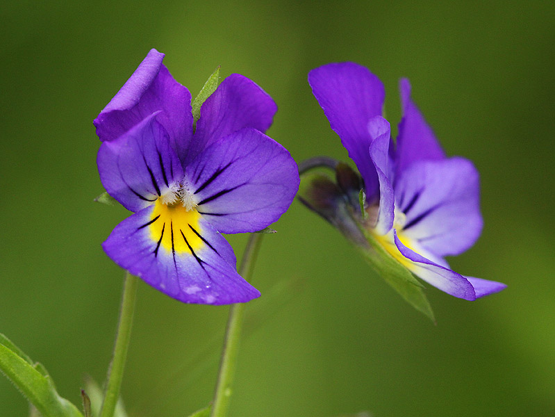 Изображение особи Viola tricolor.