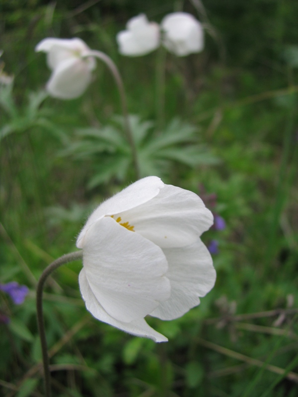 Изображение особи Anemone sylvestris.