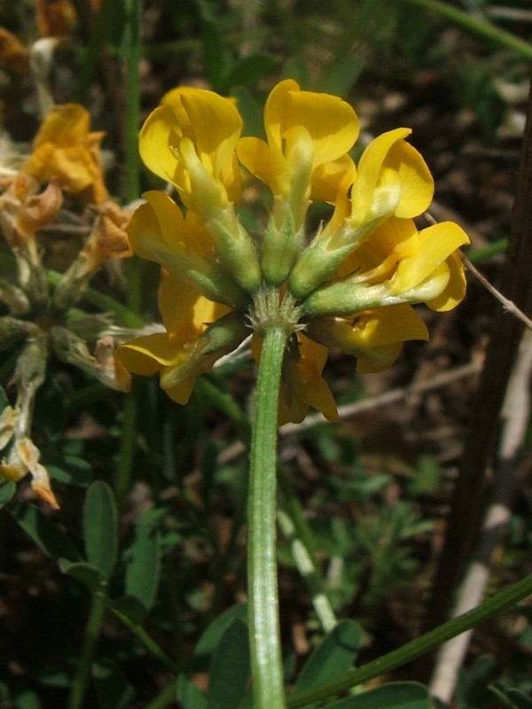 Изображение особи Hippocrepis comosa.