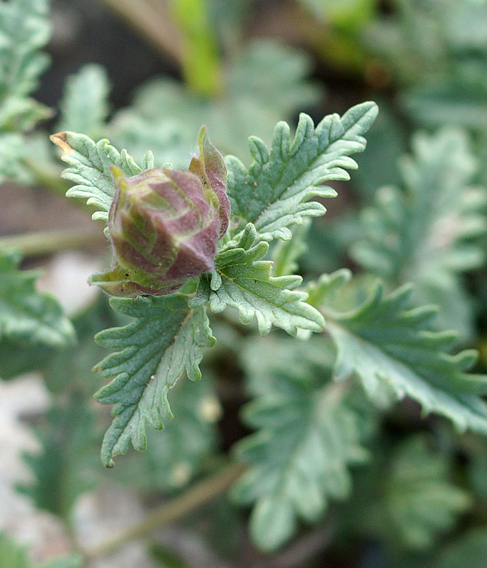 Image of Scutellaria mesostegia specimen.