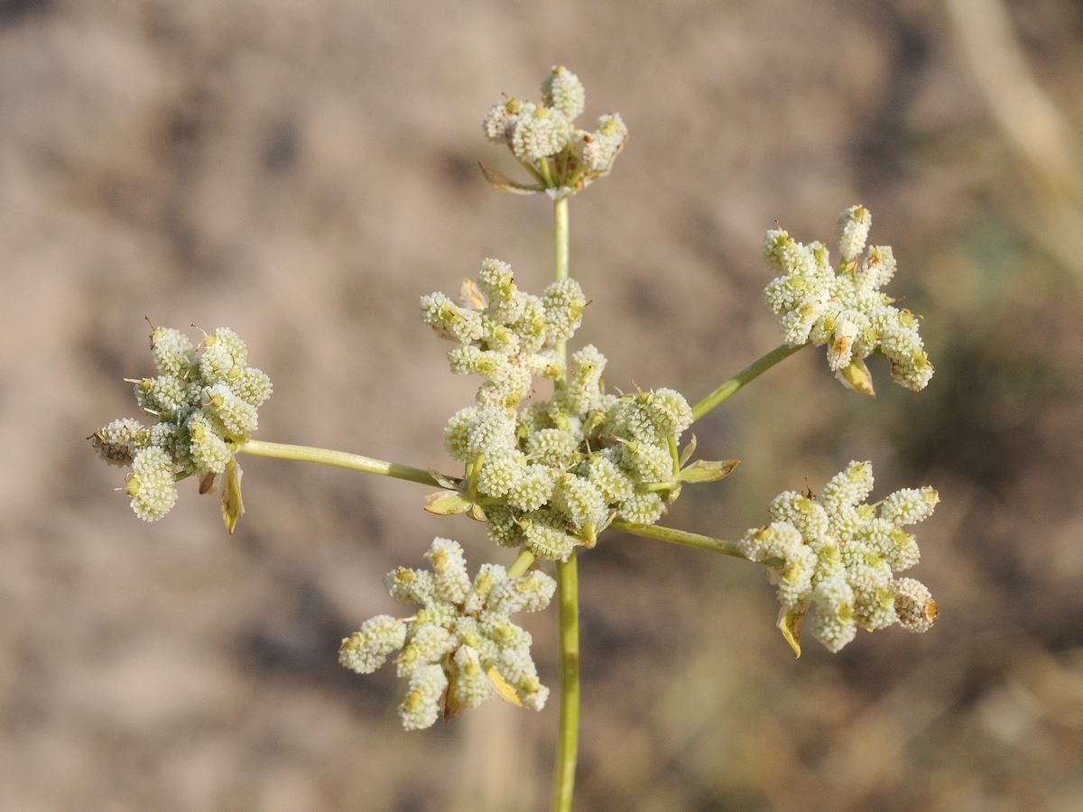 Image of Eremodaucus lehmannii specimen.