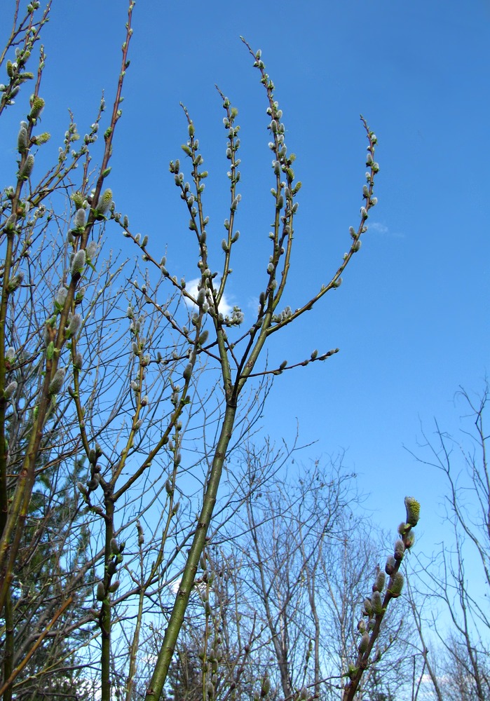 Image of Salix myrsinifolia specimen.