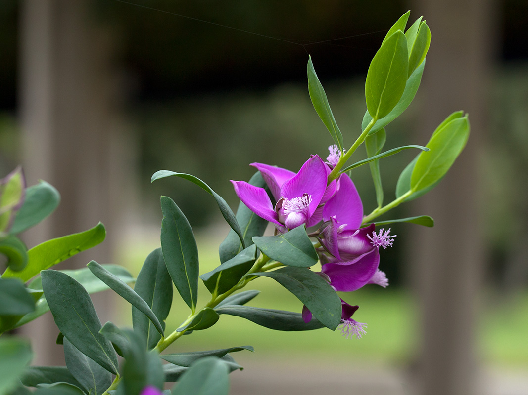 Изображение особи Polygala myrtifolia.