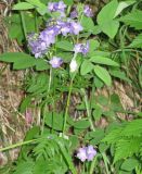 Polemonium caeruleum