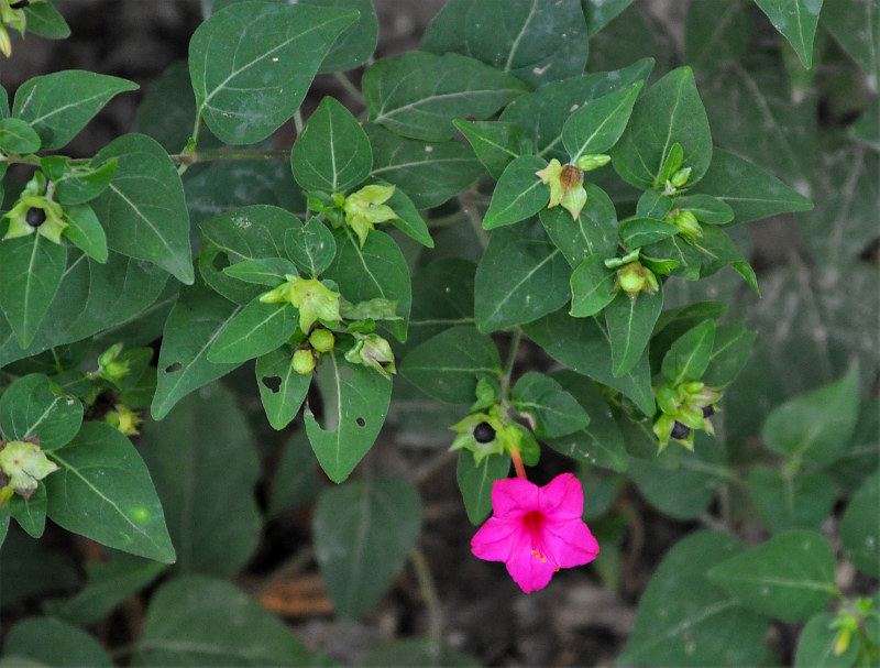 Image of Mirabilis jalapa specimen.