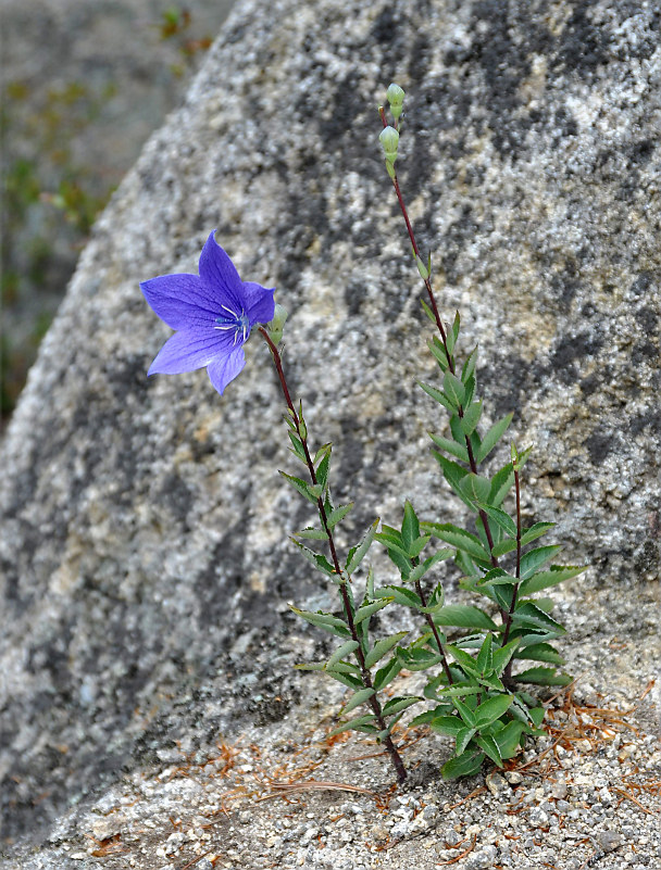 Изображение особи Platycodon grandiflorus.