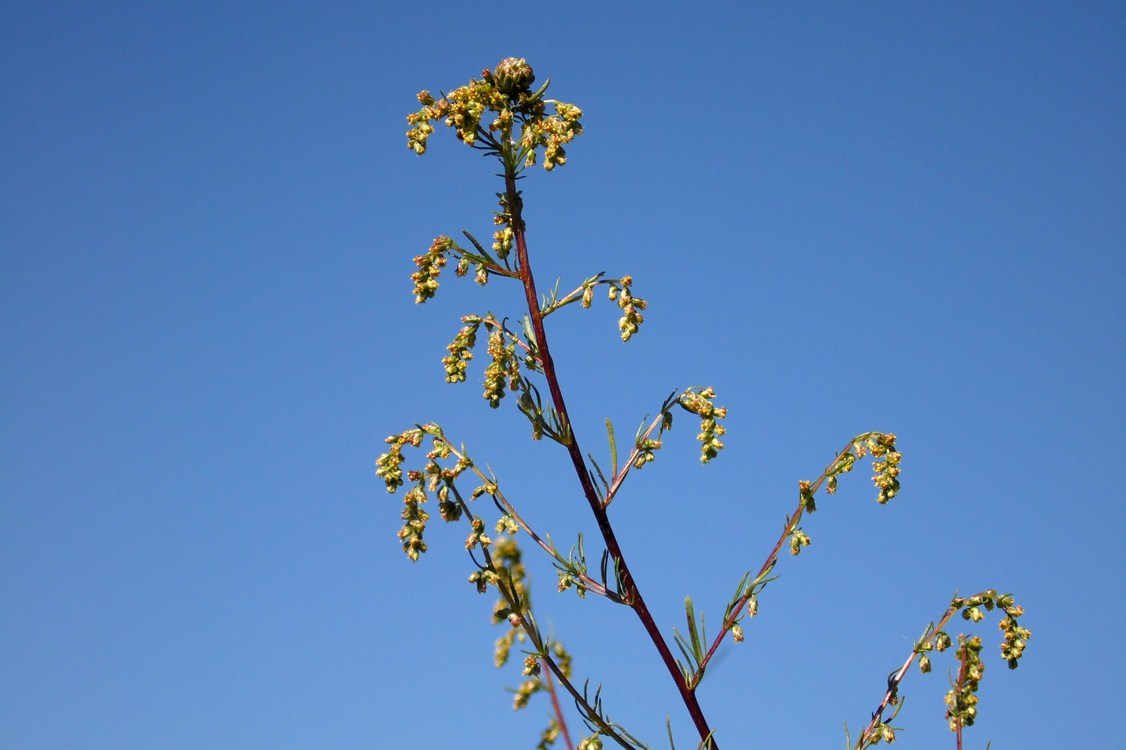 Image of Artemisia campestris specimen.