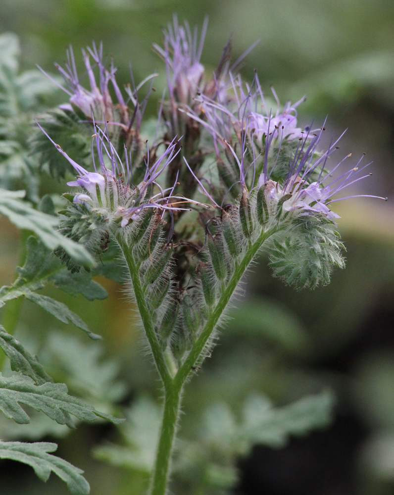 Image of Phacelia tanacetifolia specimen.