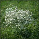 Crambe tataria