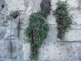 Podonosma orientalis. Цветущие растения на стене. Израиль, Иерусалим. 24.03.2008.