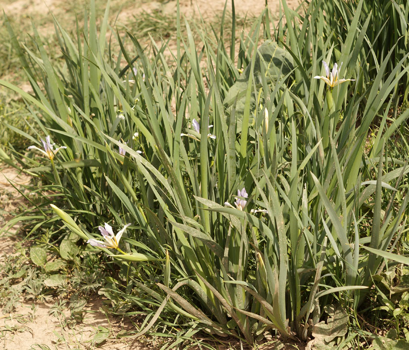 Image of Iris sogdiana specimen.