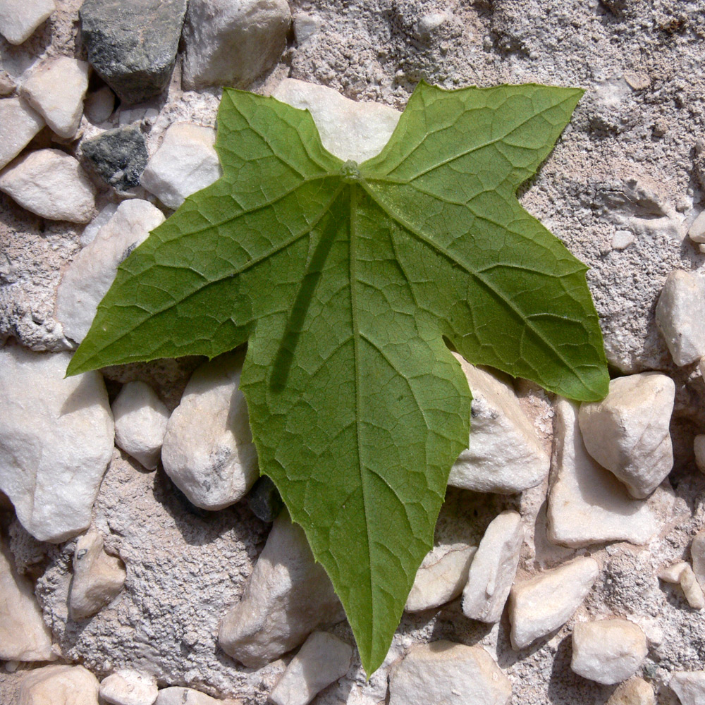 Image of Echinocystis lobata specimen.