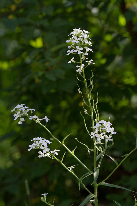 Image of Hesperis sibirica ssp. pseudonivea specimen.