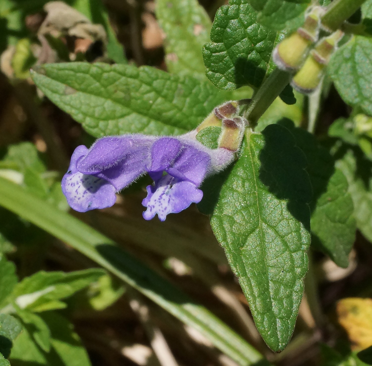 Image of Scutellaria galericulata specimen.