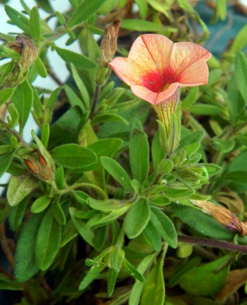 Image of Petunia &times; hybrida specimen.