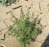 Cleome amblyocarpa