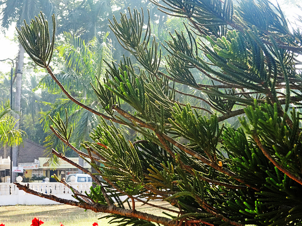 Image of Araucaria heterophylla specimen.