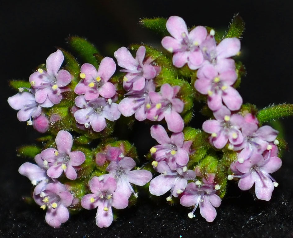 Image of familia Valerianaceae specimen.