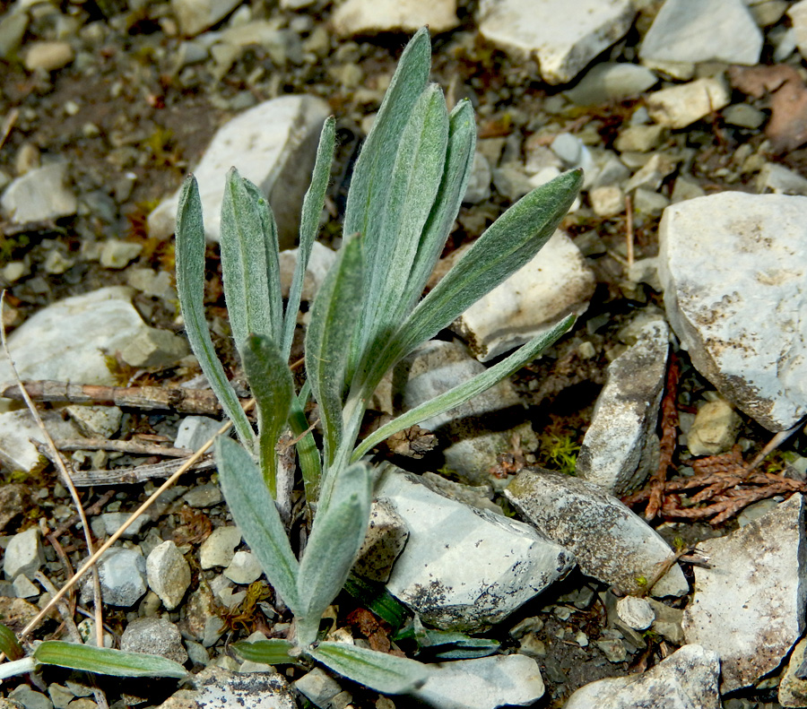 Image of Galatella villosa specimen.