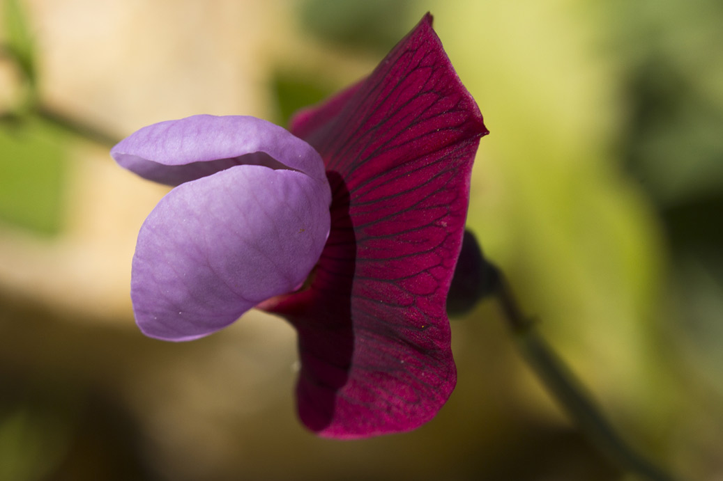 Изображение особи Lathyrus clymenum.