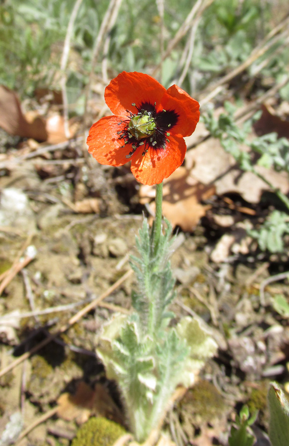 Image of Papaver stevenianum specimen.