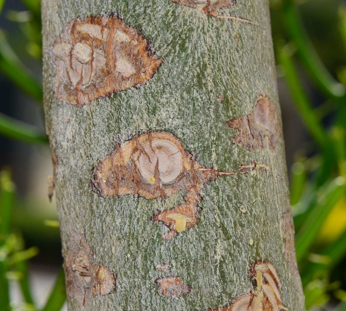 Image of Euphorbia tirucalli specimen.