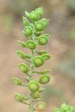 Alyssum simplex