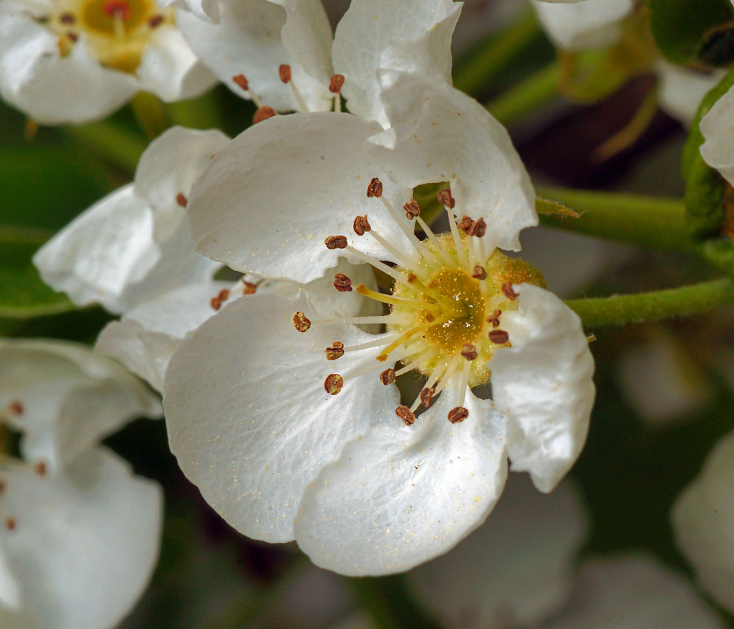 Image of Pyrus communis specimen.