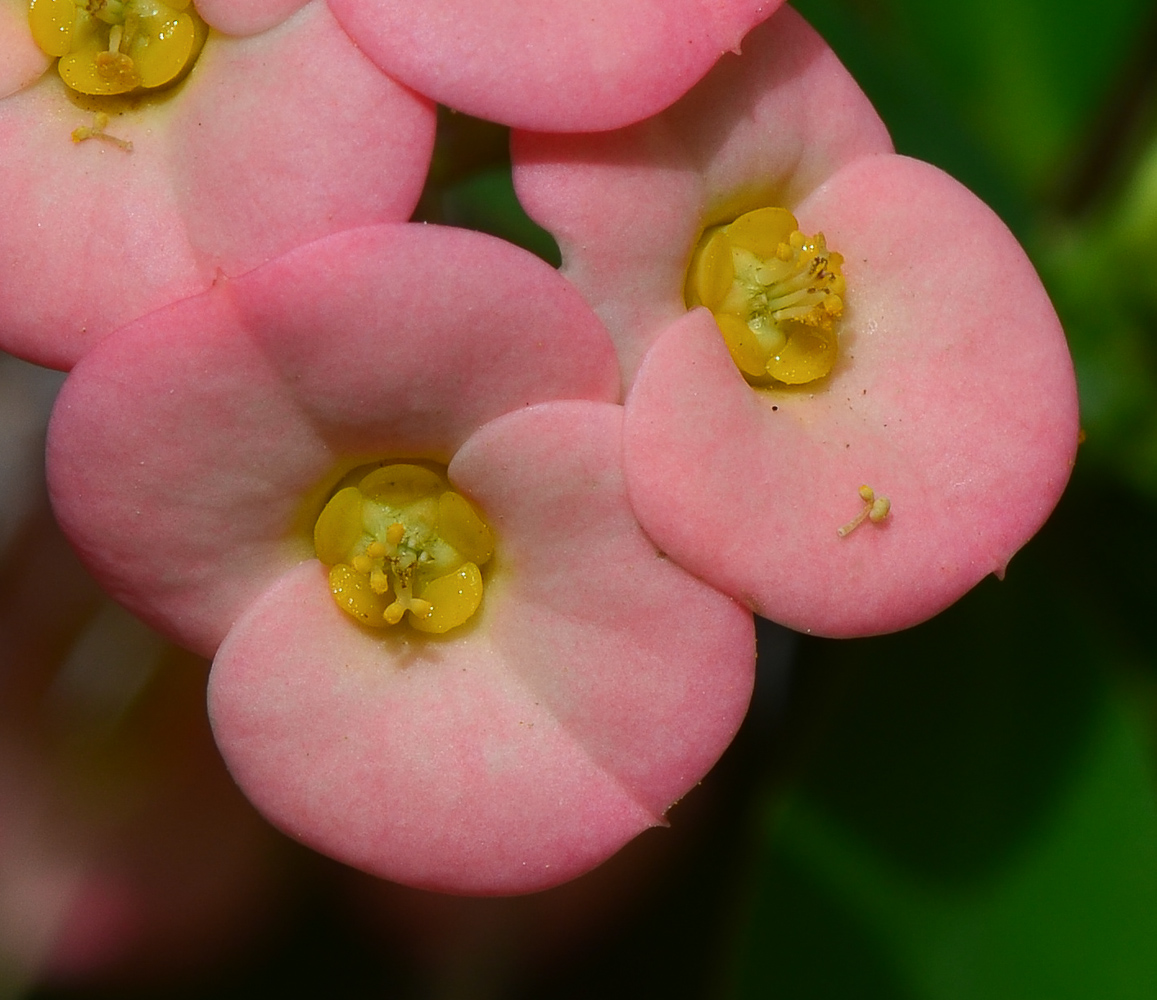 Изображение особи Euphorbia splendens.