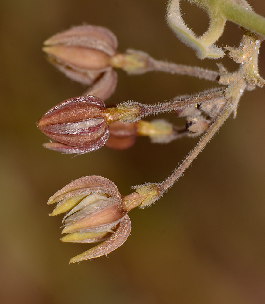 Image of Pergularia tomentosa specimen.