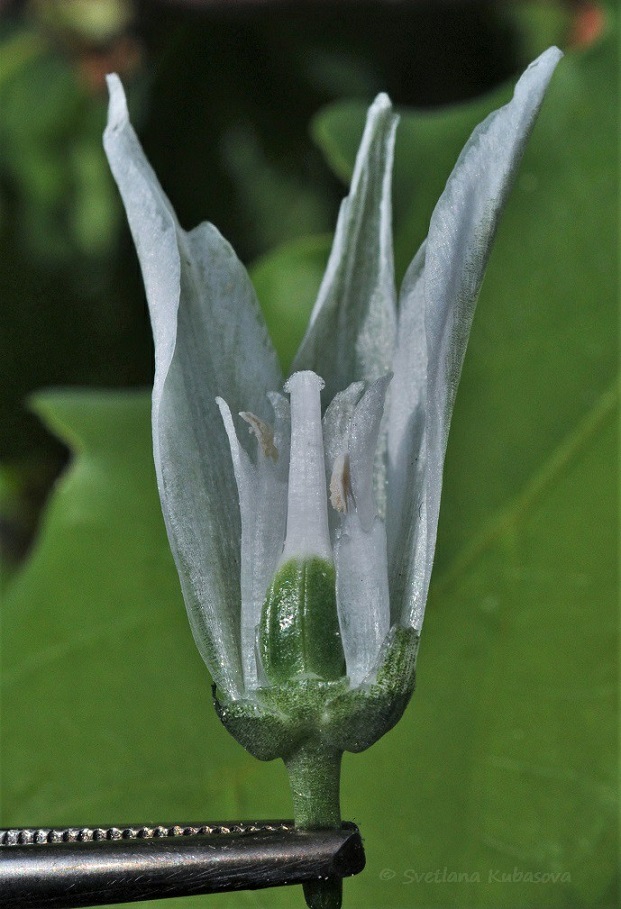 Image of Ornithogalum nutans specimen.