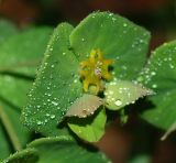 Смотреть изображение Euphorbia savaryi