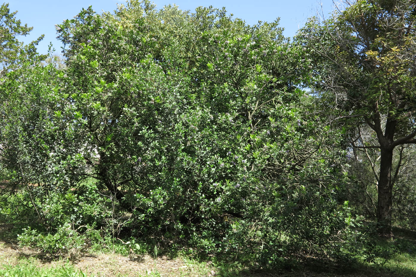 Изображение особи Sophora secundiflora.