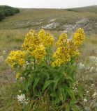 View full-size image Solidago virgaurea subspecies jailarum