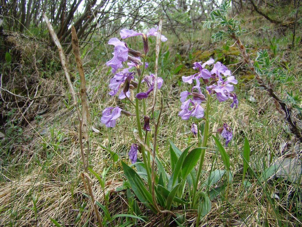 Изображение особи Parrya lancifolia.