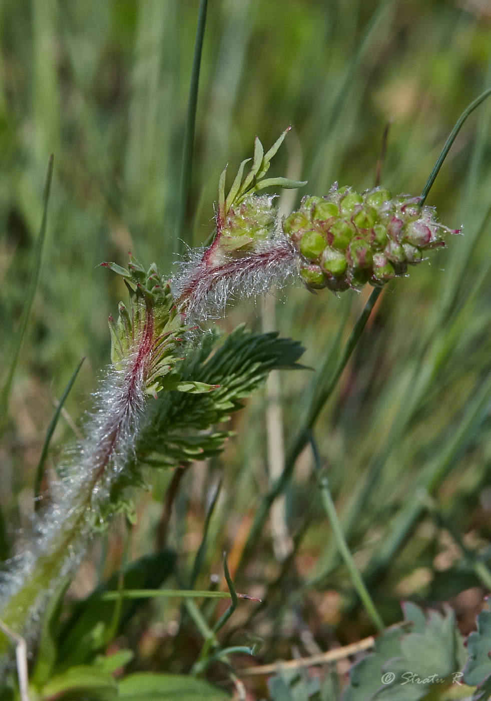 Image of Poterium sanguisorba specimen.