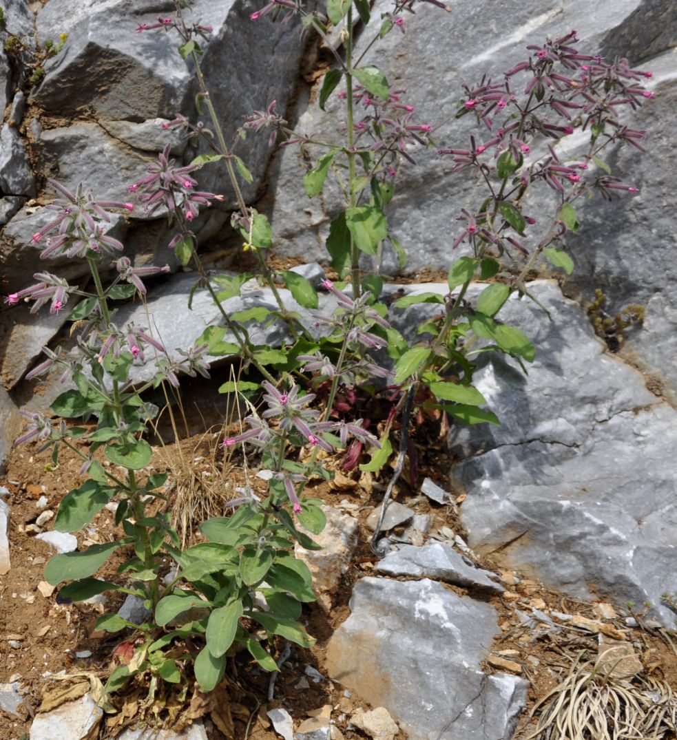 Image of Saponaria glutinosa specimen.