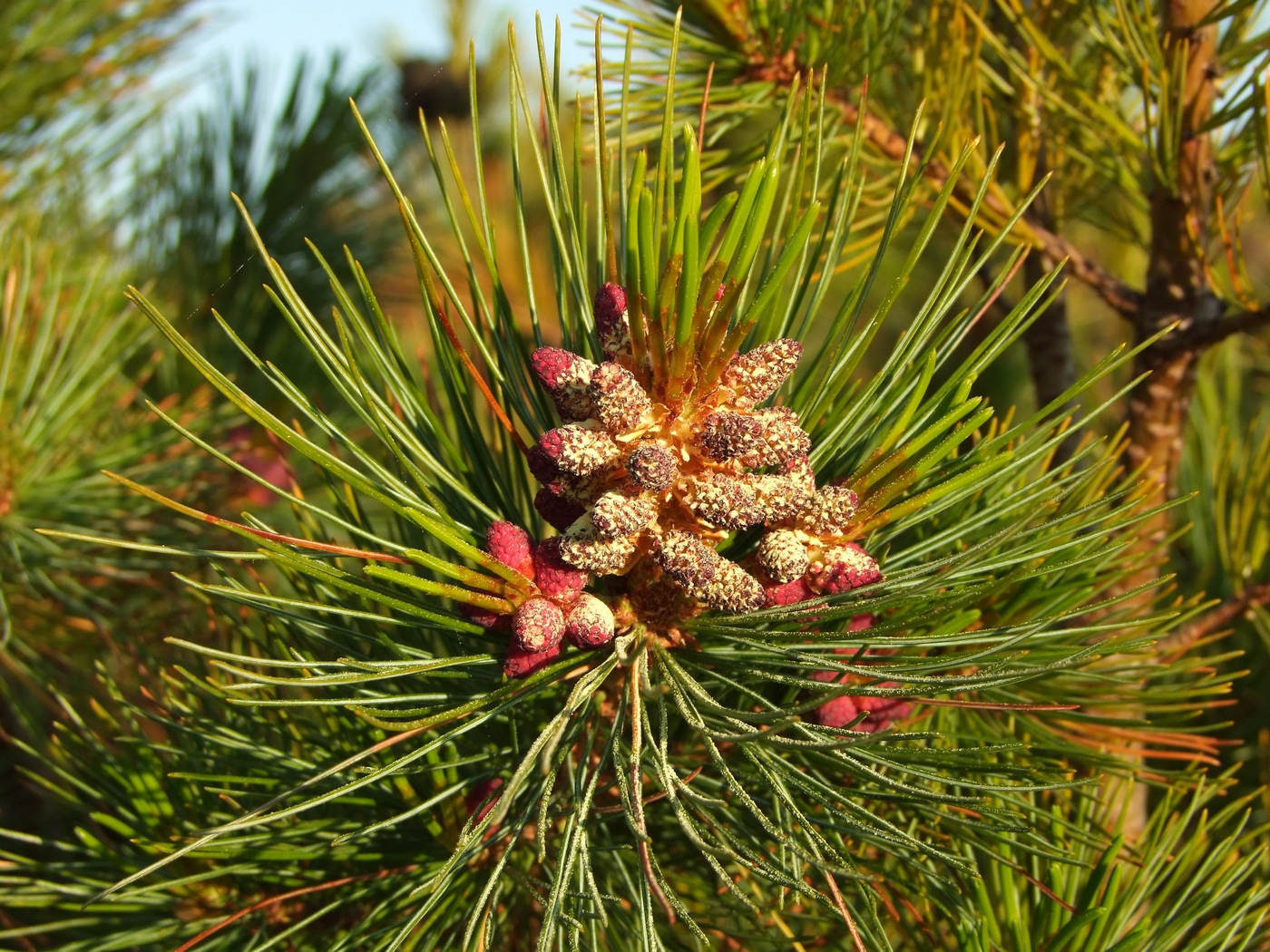 Image of Pinus pumila specimen.