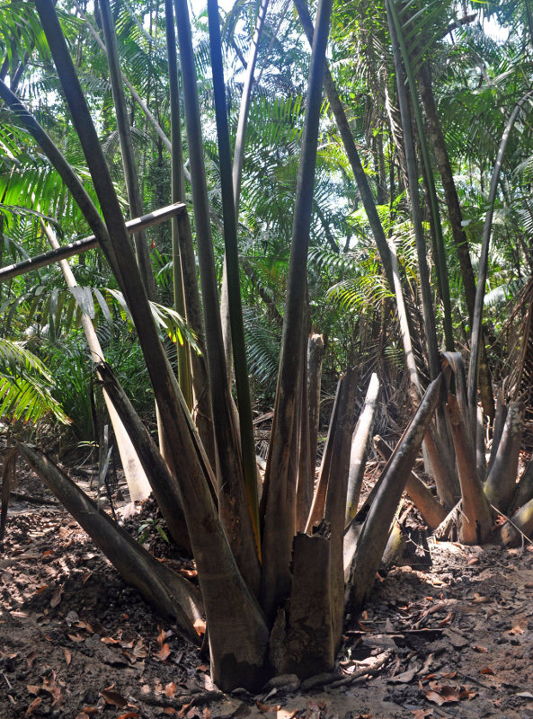 Image of Nypa fruticans specimen.