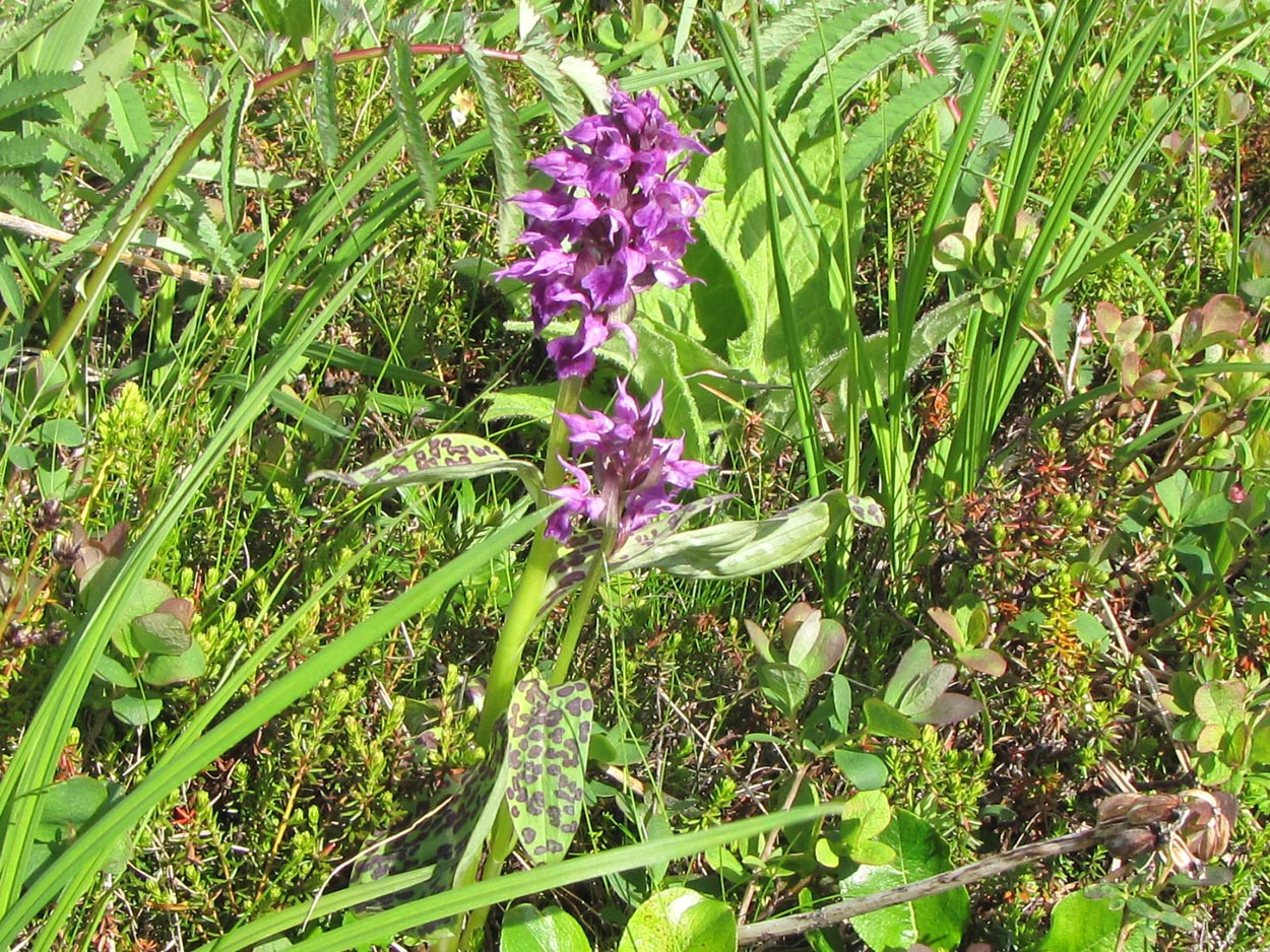 Image of Dactylorhiza aristata specimen.